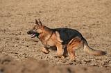 BERGER ALLEMAND 1311
